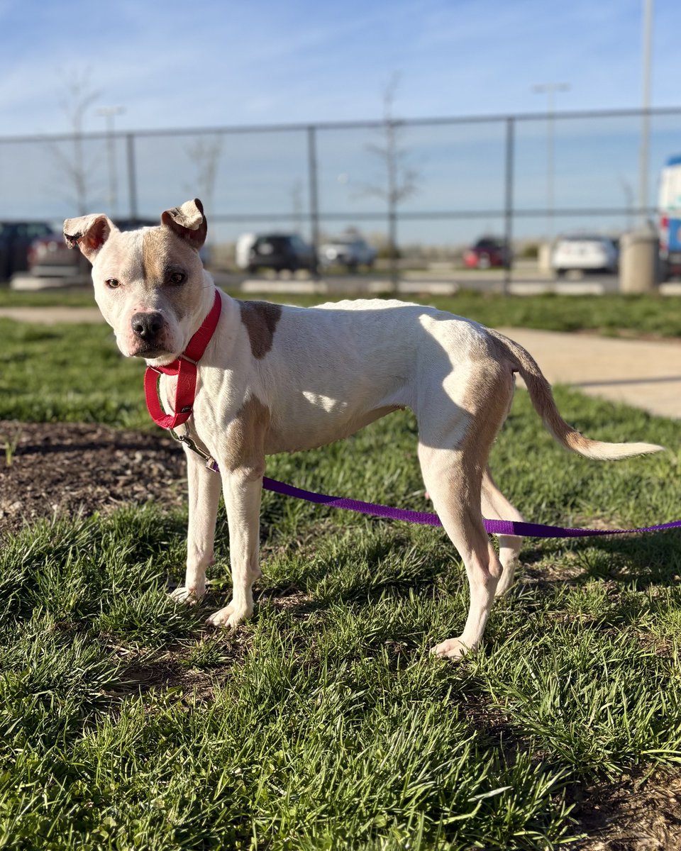 Fairfax County Government 🇺🇸 tweet media