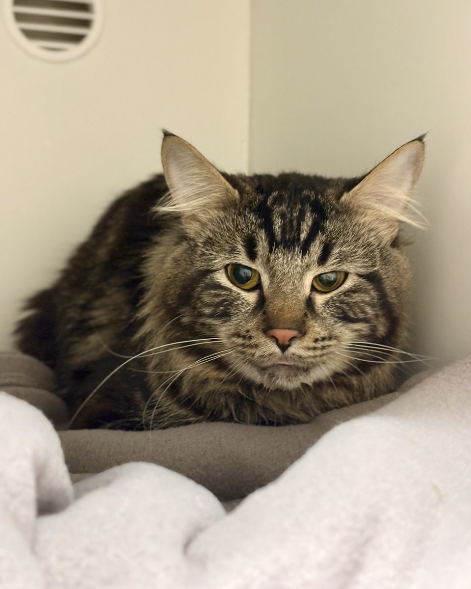 Fairfax County Government 🇺🇸 tweet media