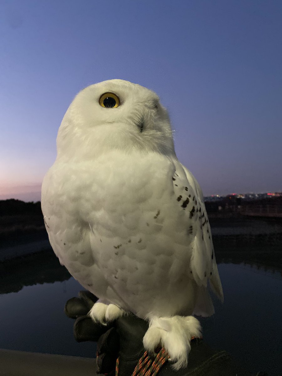 わったん tweet media