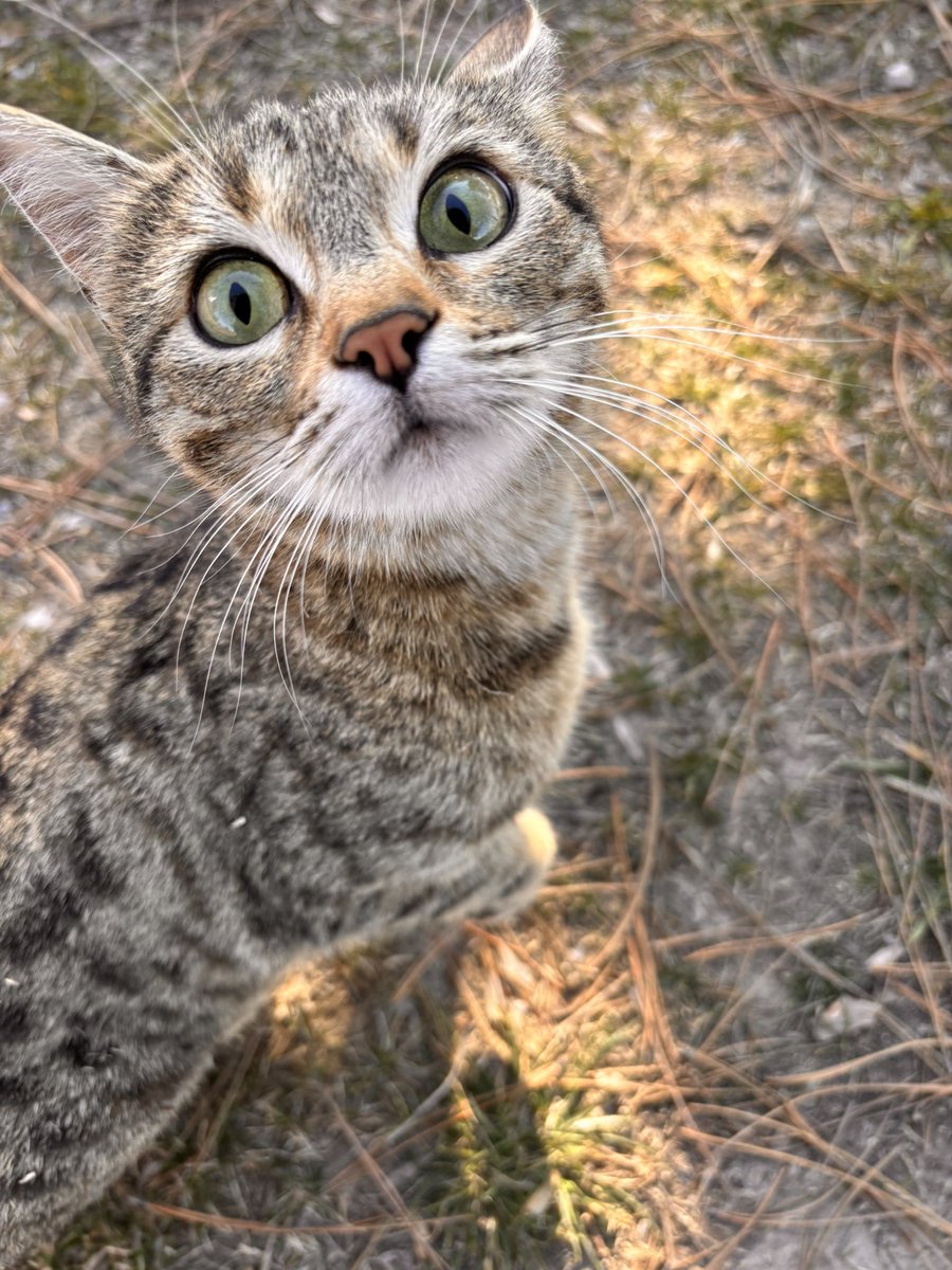 Biche𐂂 🜲 tweet media