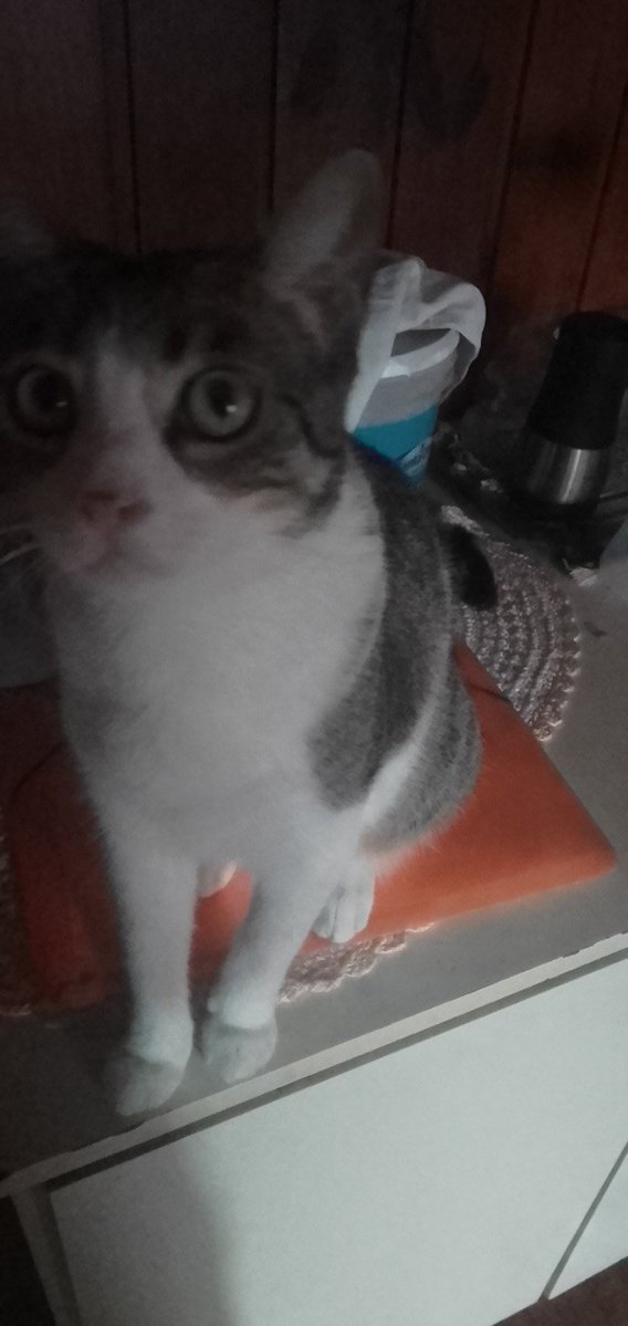 reguriGPT tweet media