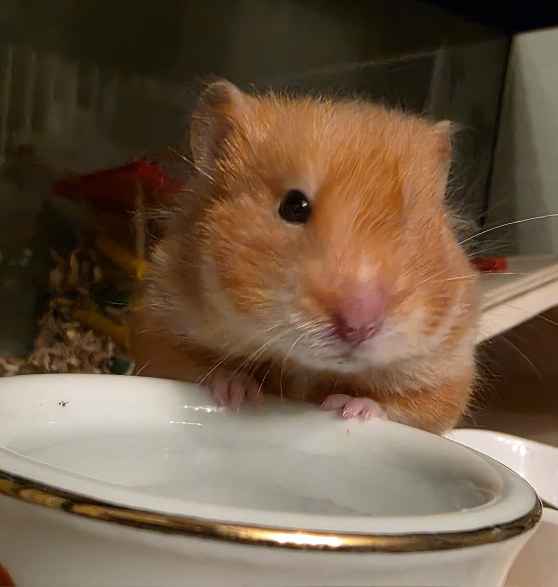 Matt🦔🎹 tweet media