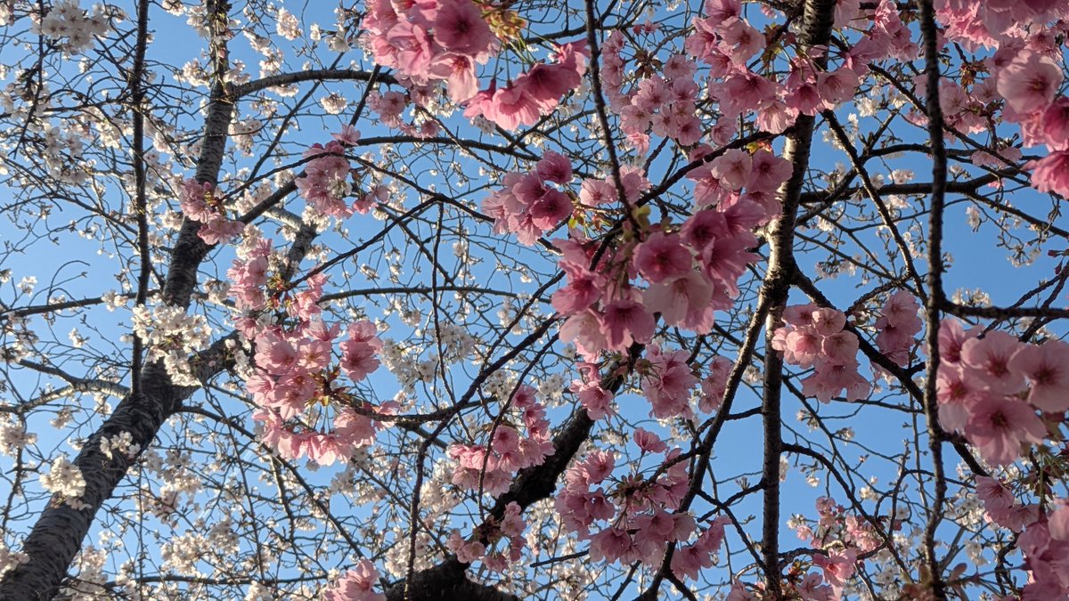 もも53号 tweet media