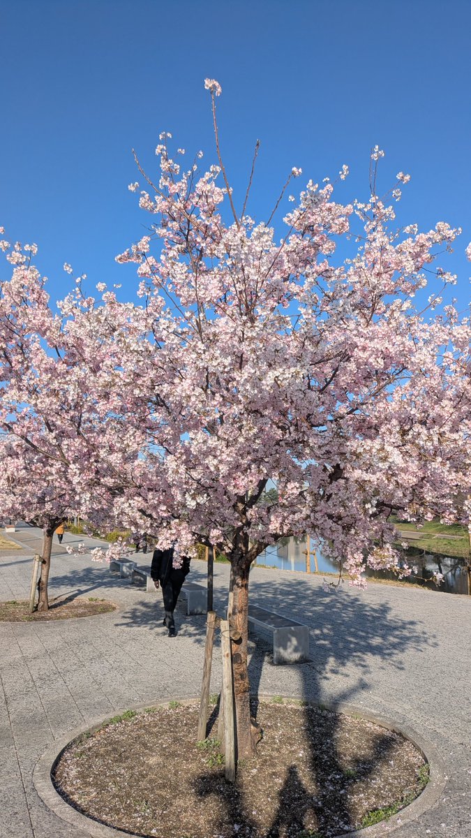 もも53号 tweet media