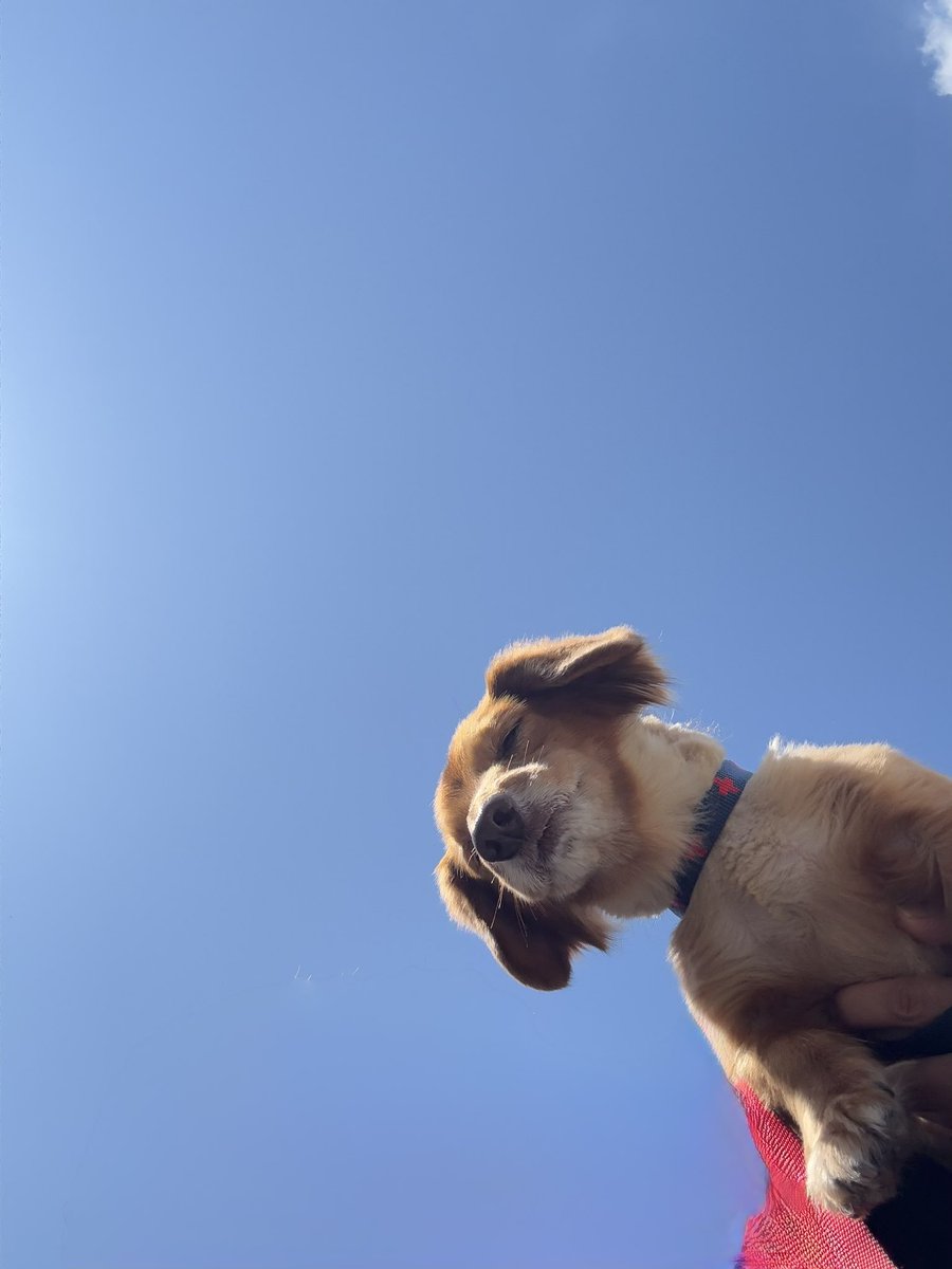 ぱぴぷ tweet media