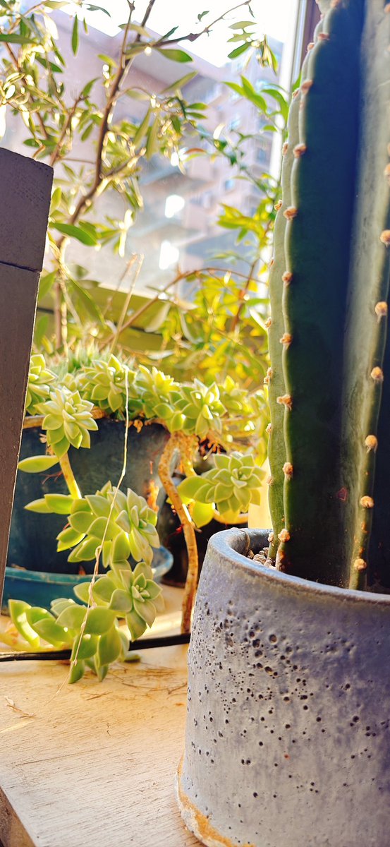 おはようございます☀️
怒涛の劇場入りを終え、本日よりVOGA「Once more,」本番が始まります！

よかった、晴れた

初日の今日は14:00/18:00

全席自由席なのでお早めのご来場を...

北千住BUoYにてお待ちしておりますー

#VOGA #ヴォガモア