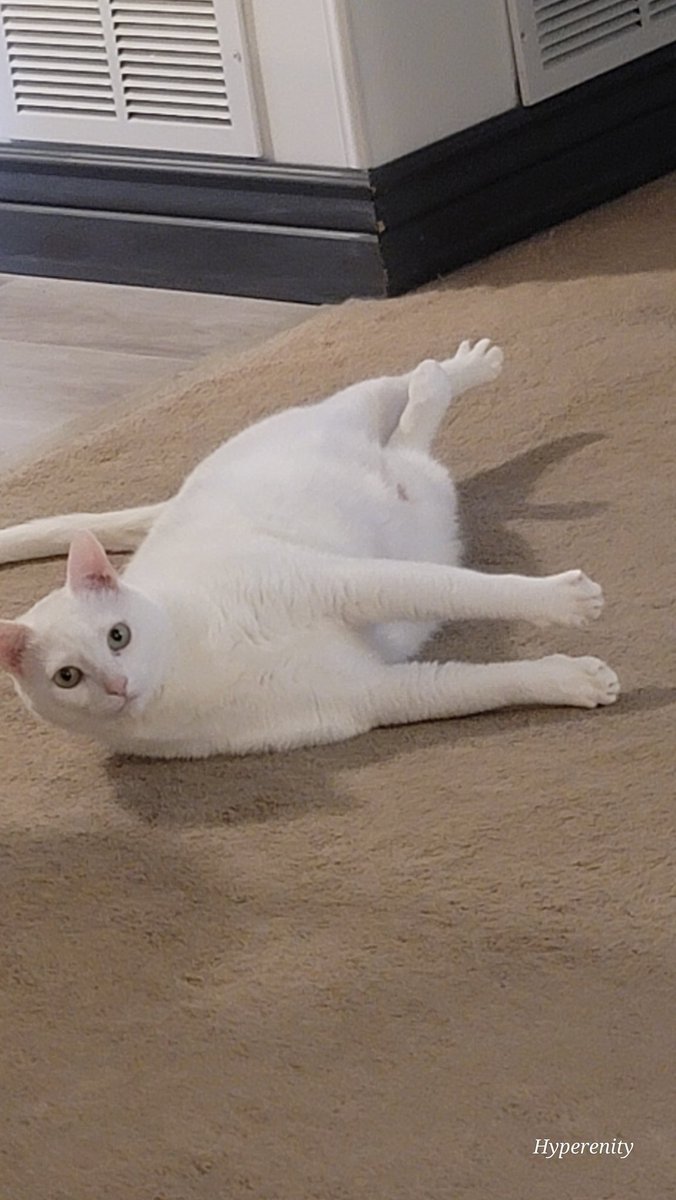 Not sure why I found her pose so funny. Also not sure how she stayed in the pose long enough for me to ready my camera 🤔 
Look at the stiff legs and spread toes! 🤣