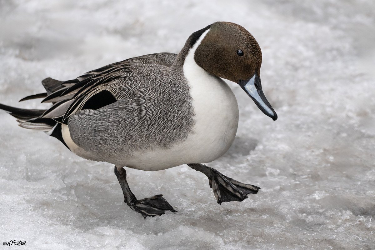 Harry Foster tweet media