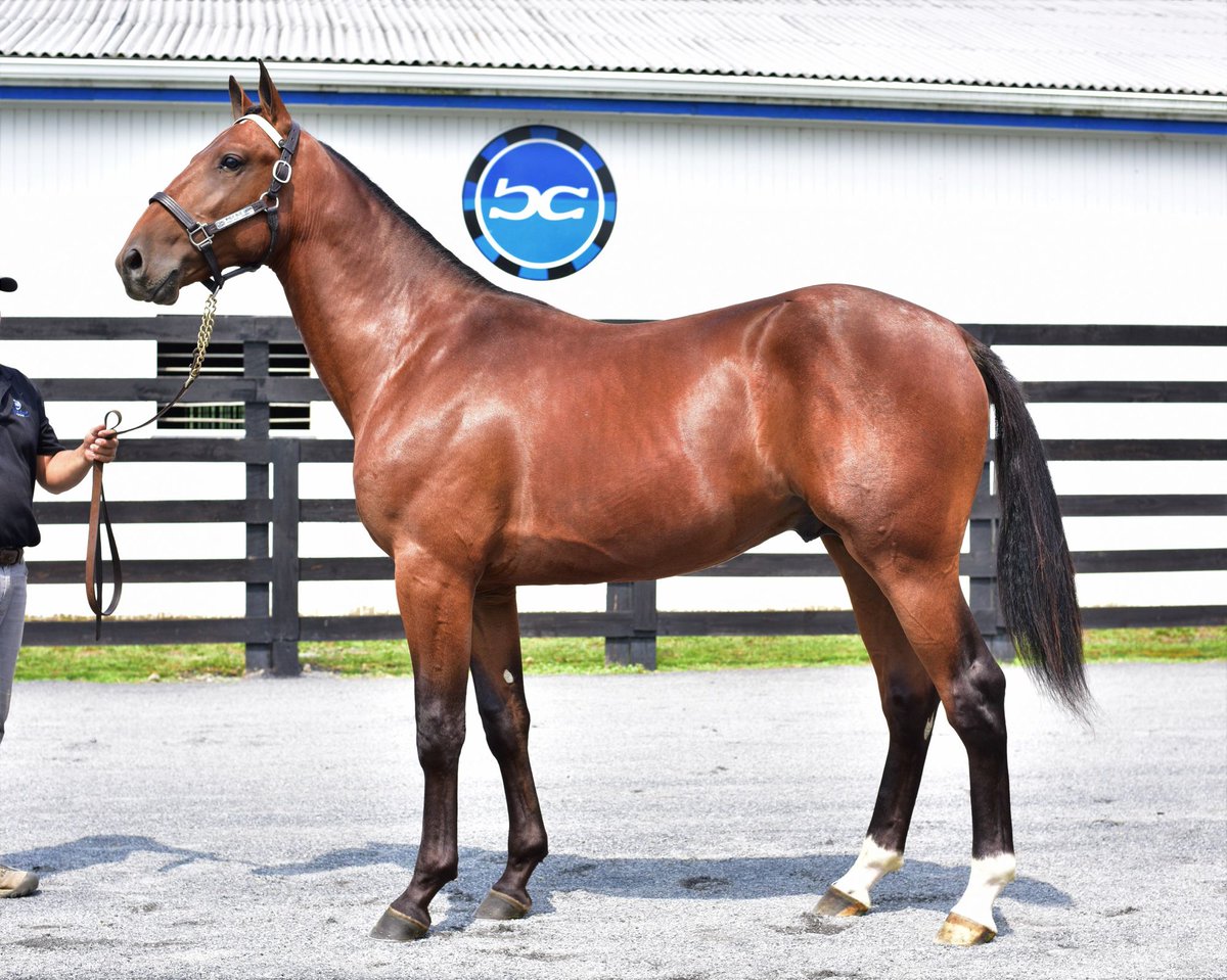 Blue Chip Farms tweet media