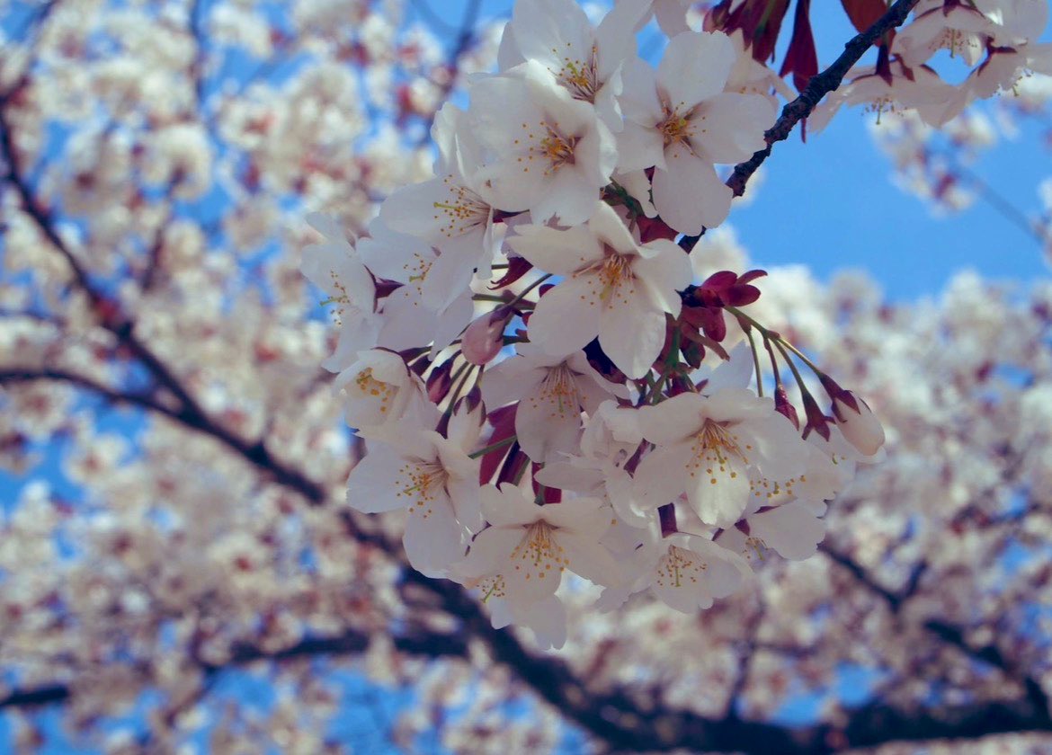 アドコム・メディア【公式】展示会と出版 tweet media