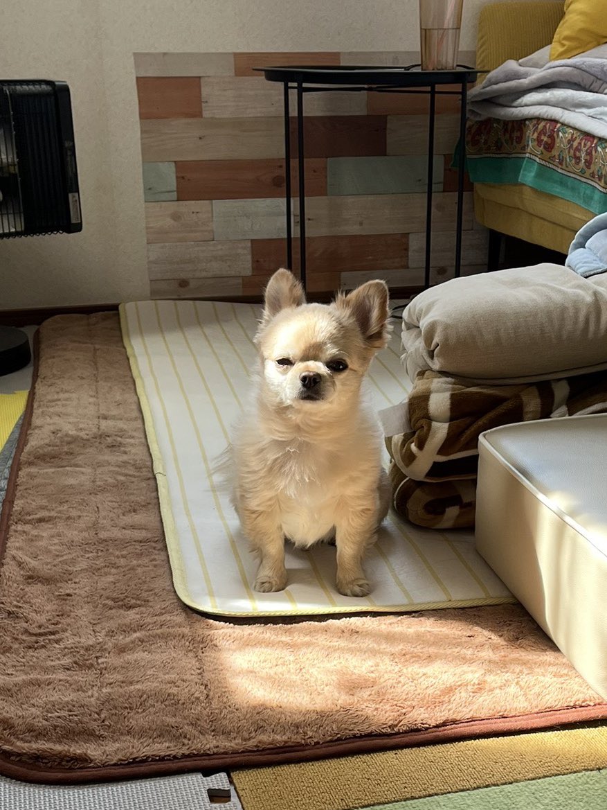 てん（６） tweet media