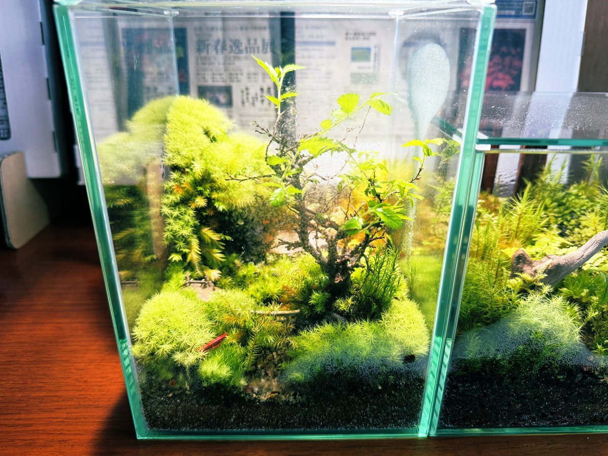 hiroshix to moss tweet media