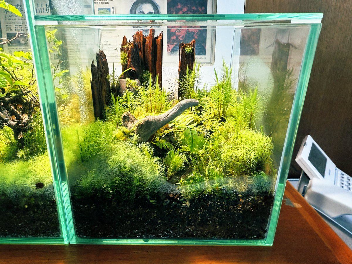 hiroshix to moss tweet media