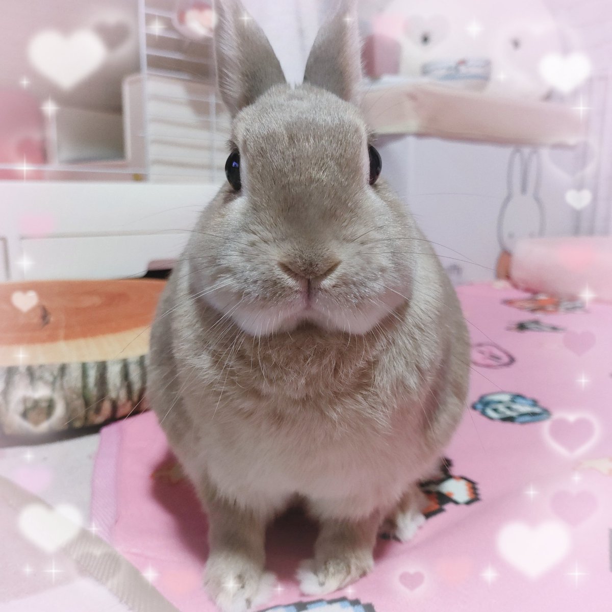 うさぎのそらﾁｬﾝ🐰@お世話係の母 tweet media