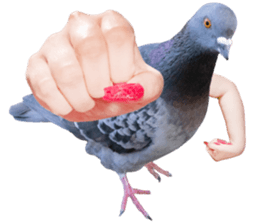 SRVAL's tweet photo. these pigeons literally got hands😅

#ChallengersNA https://t.co/YMXQdbmjEE