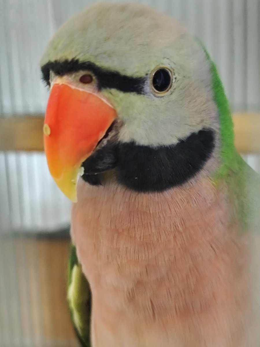 ヴィルキス ヴイツツ🇺🇦 tweet media