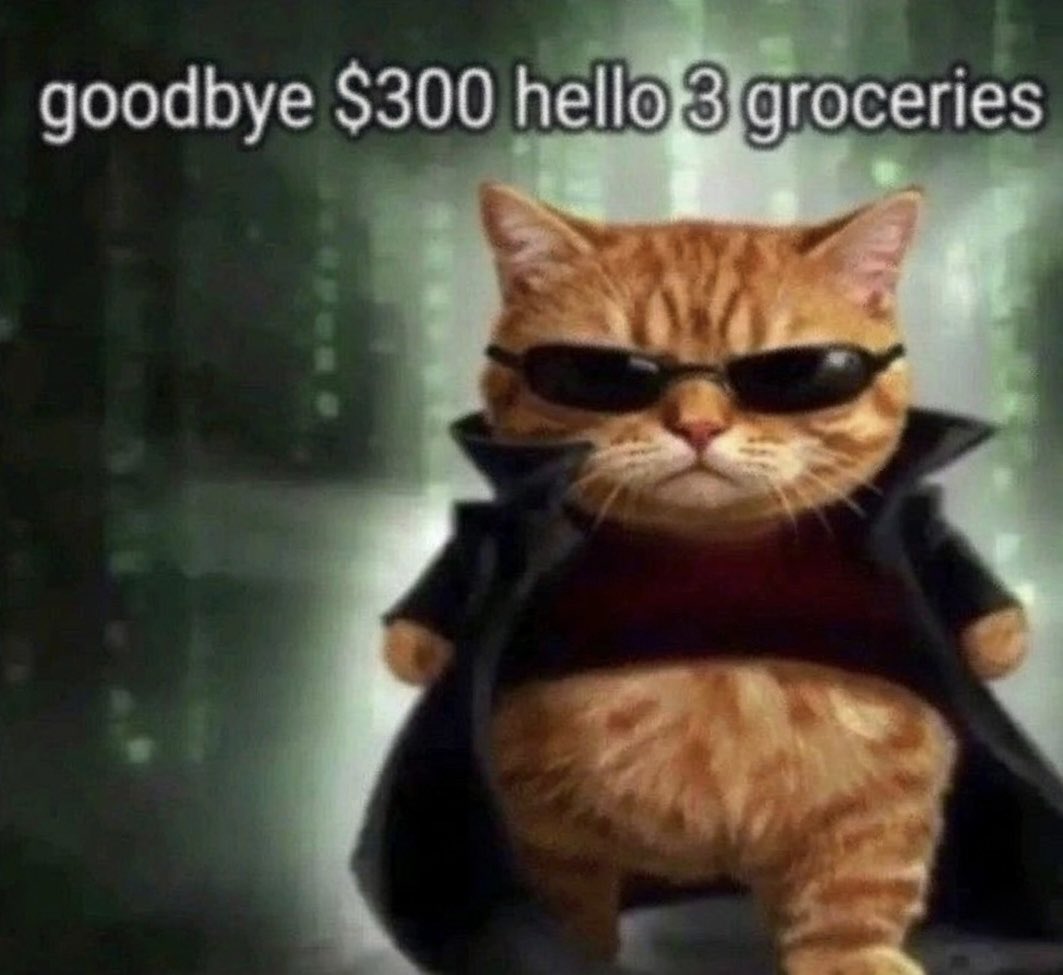 cat memes tweet media