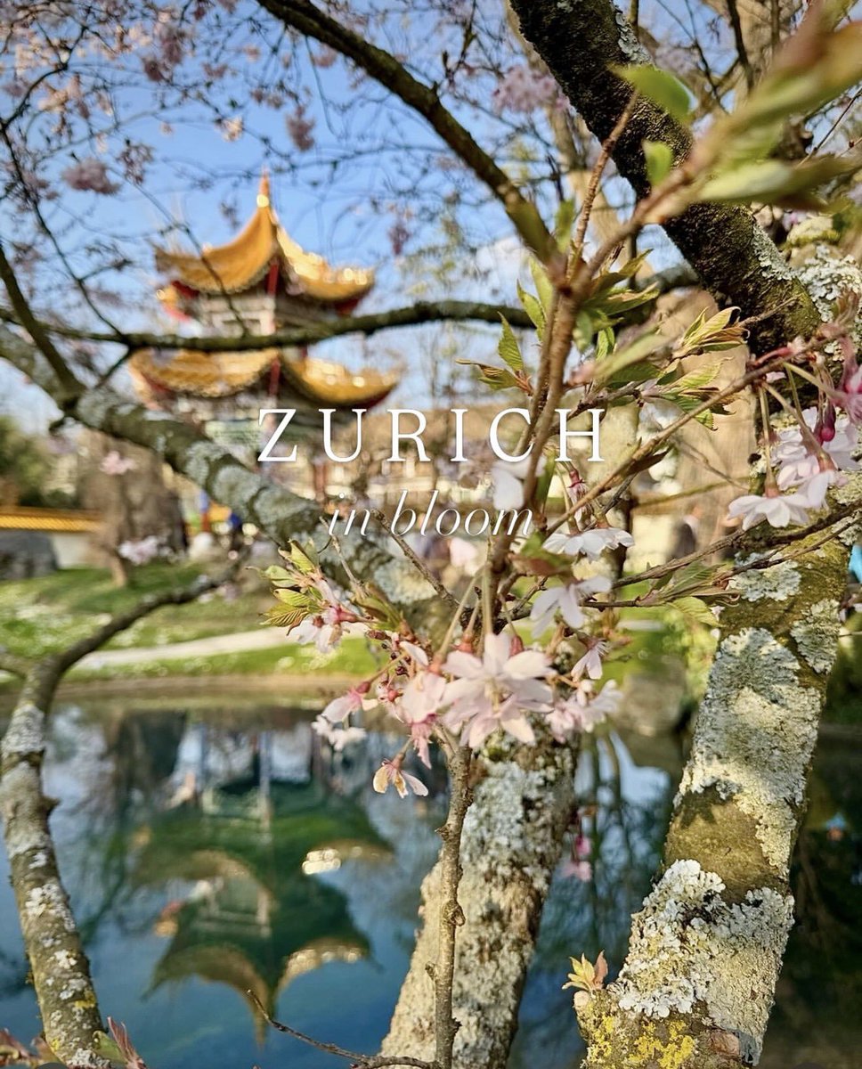 NewInZurich tweet media