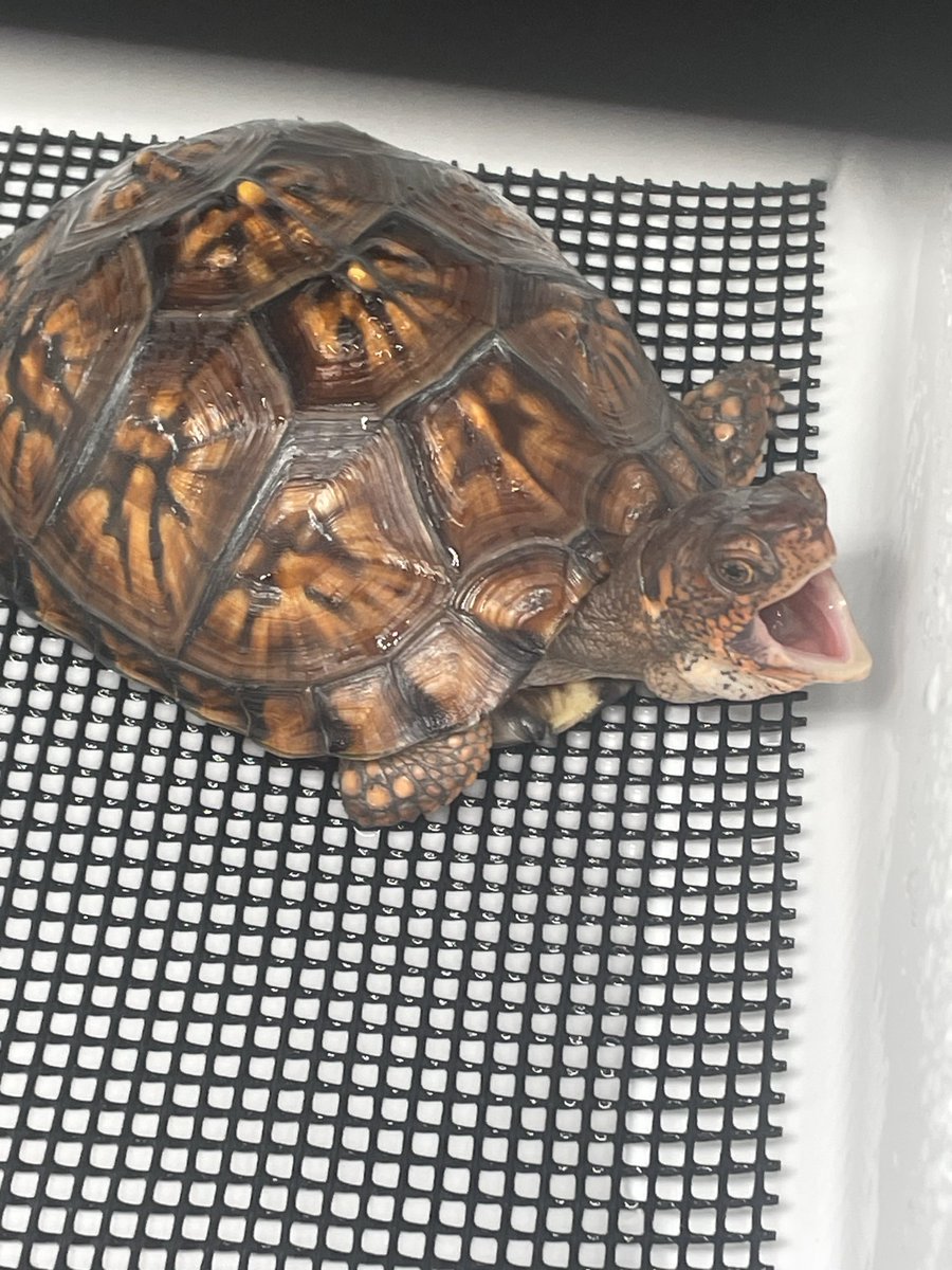 寿ん壱 tweet media