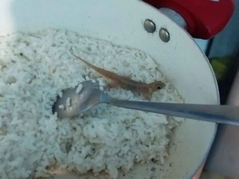 SHRIMP 🦐 tweet media