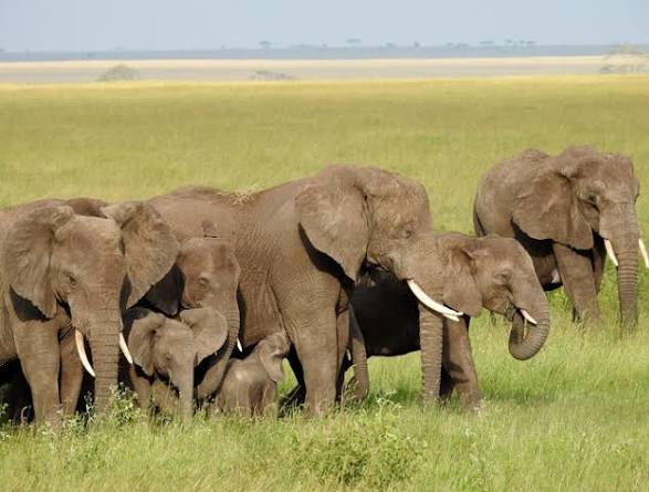 Auba Mayengs tweet media