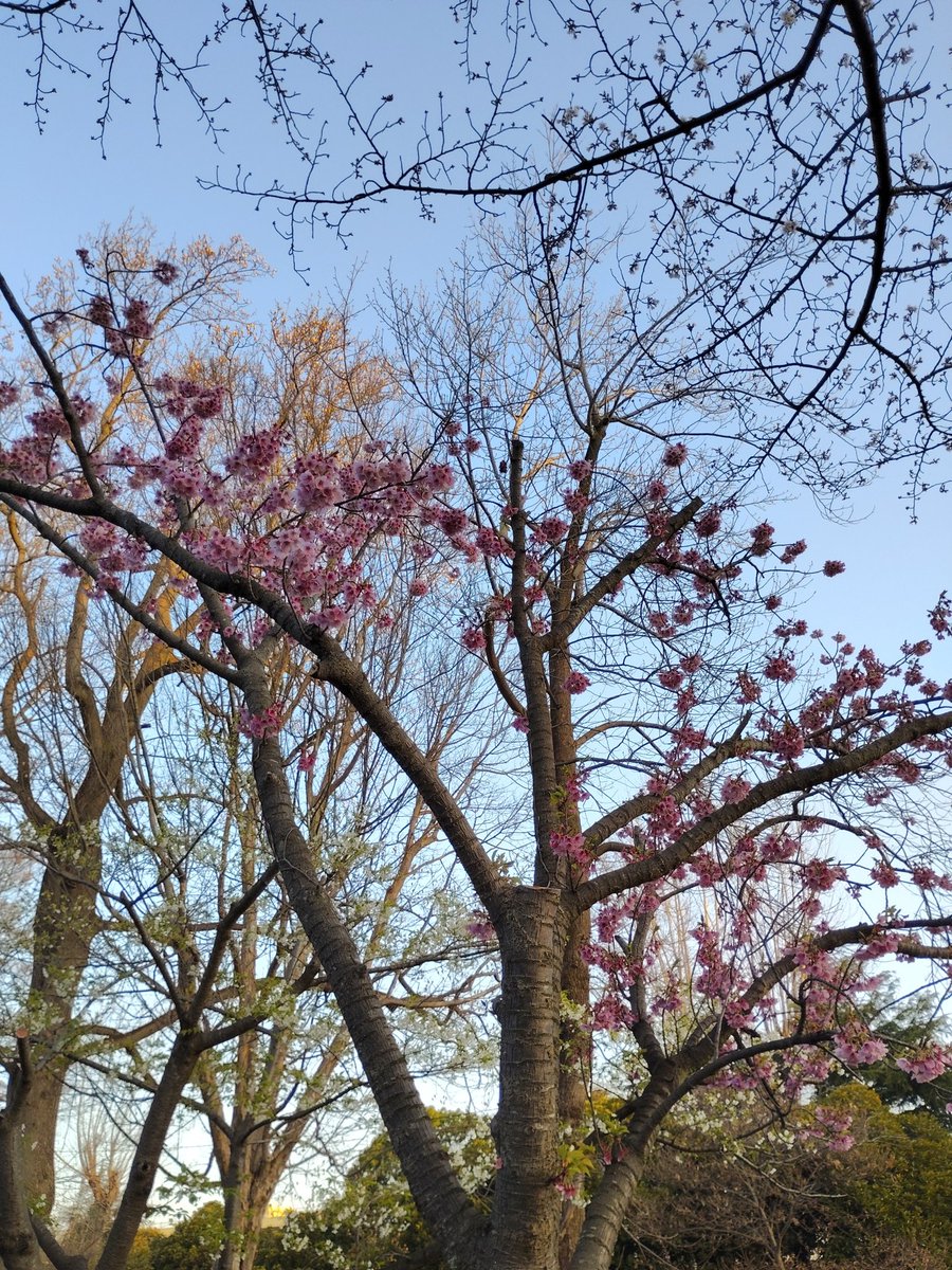 ［nobusan］ tweet media