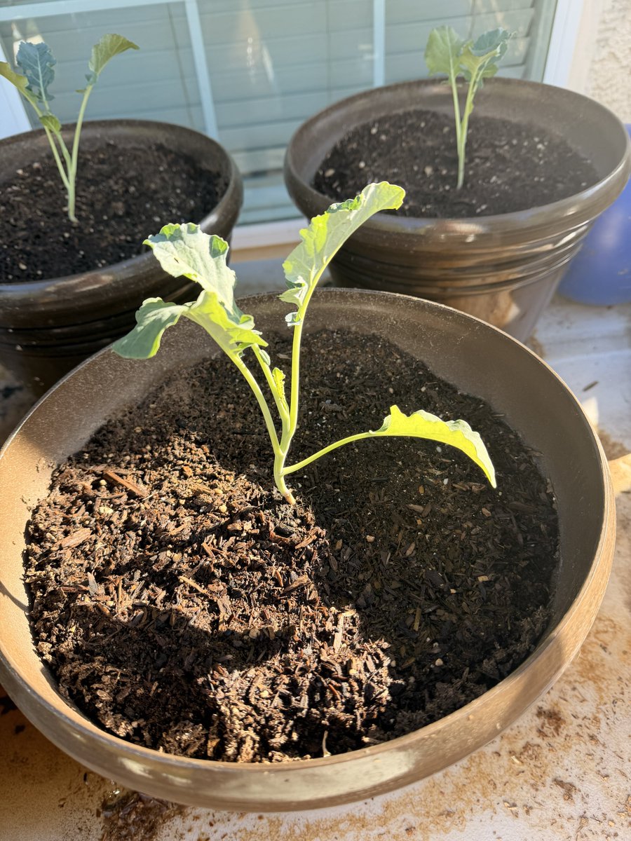 Oatmeal 🥣 tweet media