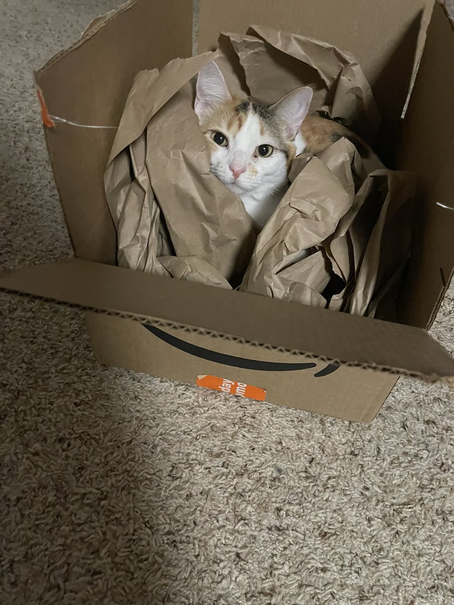 ⑅ ݂ ՞ ᰔιcᲩι 𓈒🍀 ׁ ᩧ ഒ tweet media