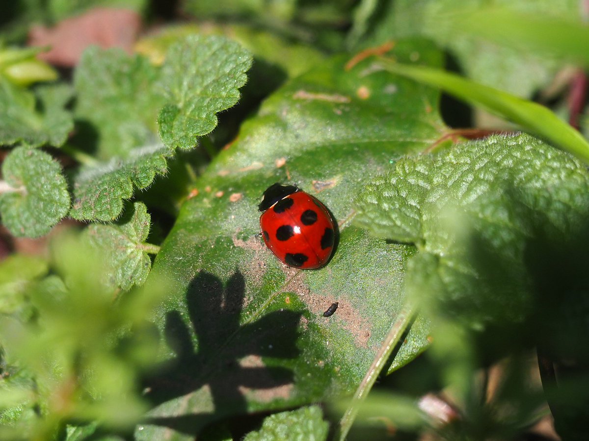 日高トモキチ@絵やら文やら写真やら tweet media