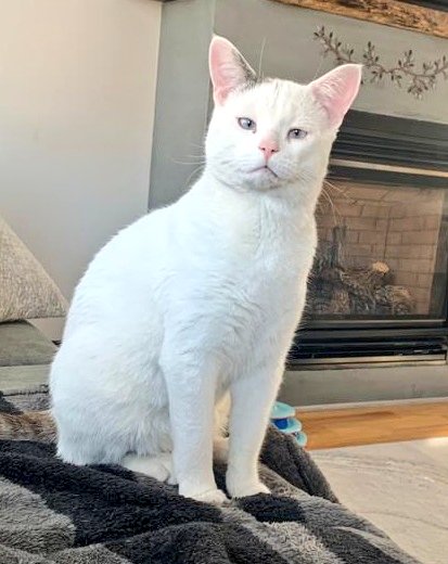 مهسااا tweet media