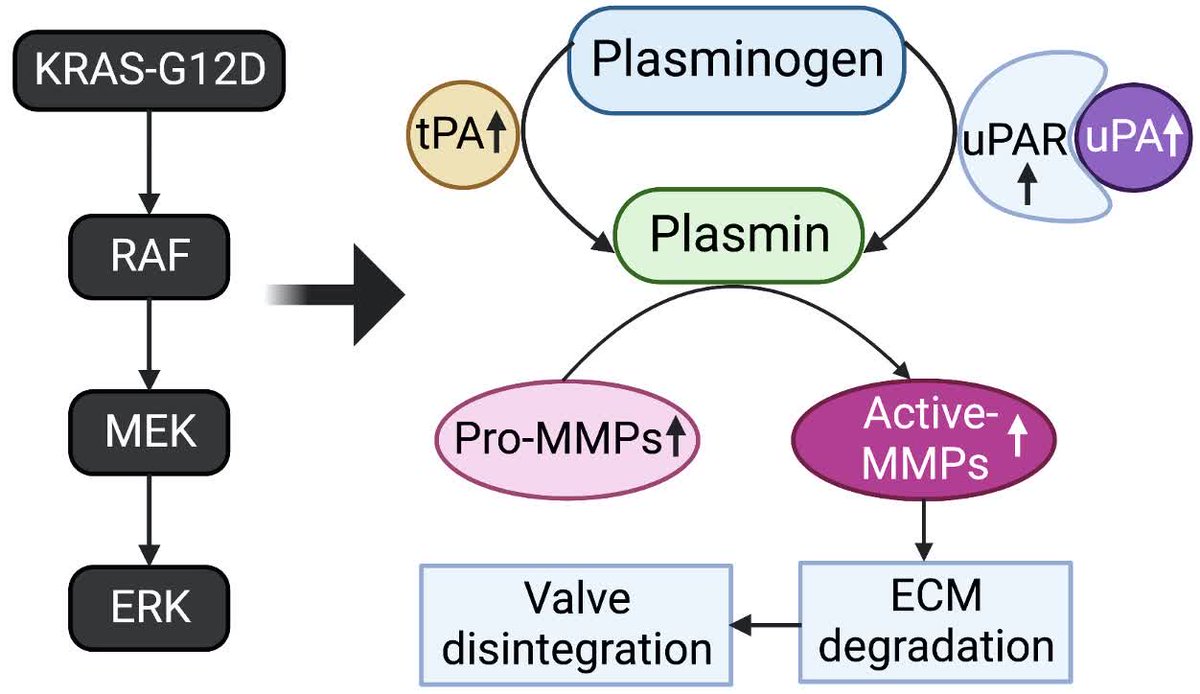 ATVB: An AHA Journal tweet media