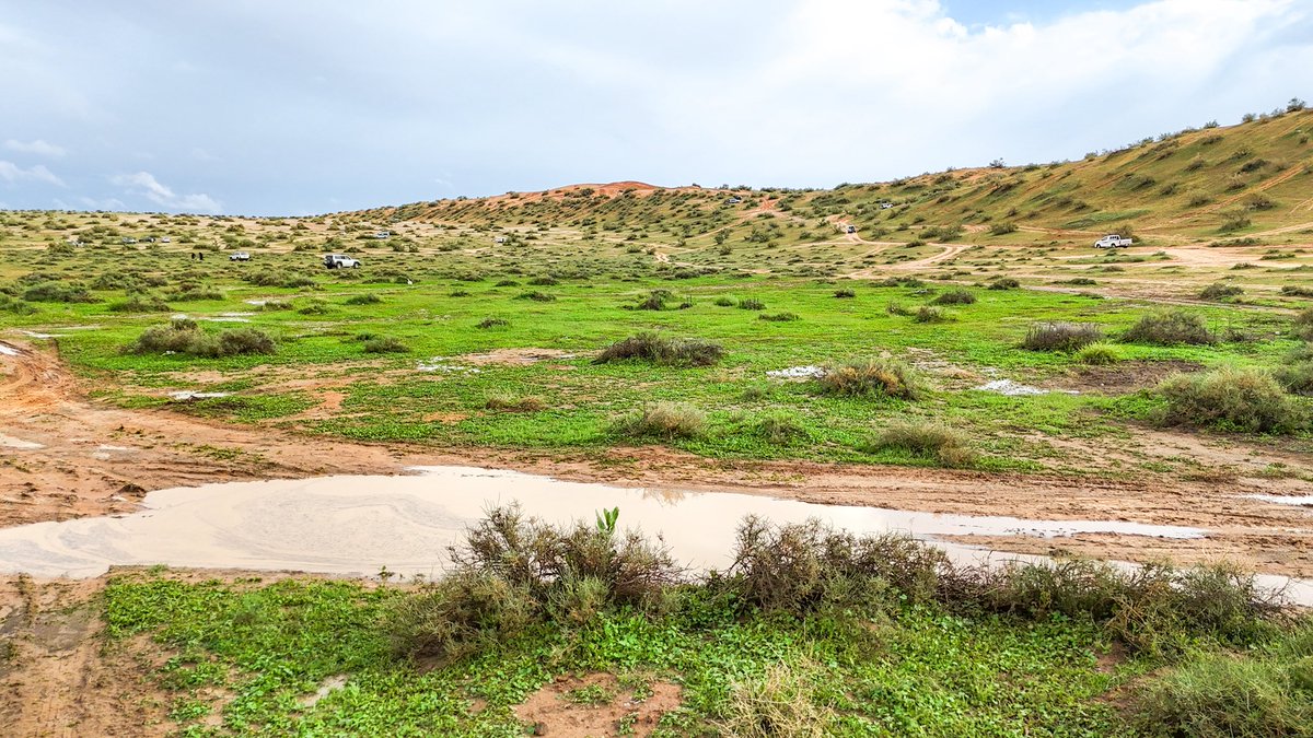 عماد الوهيبي tweet media