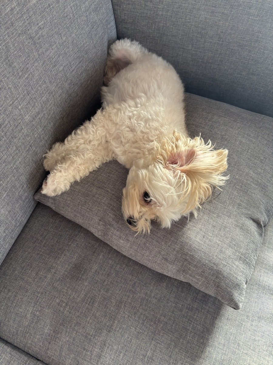 明日はきっと tweet media