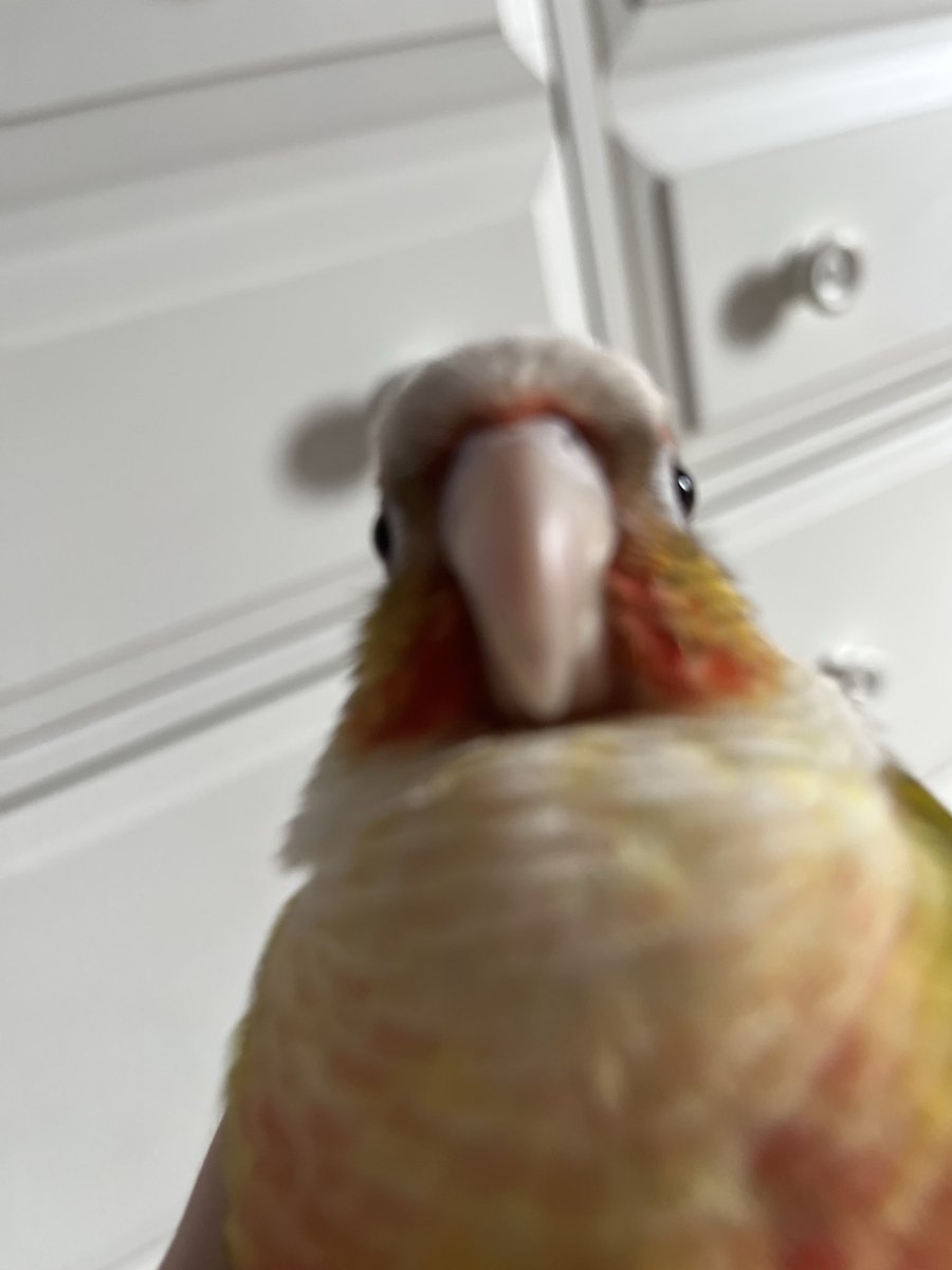 Harvey 🦜🚽 tweet media