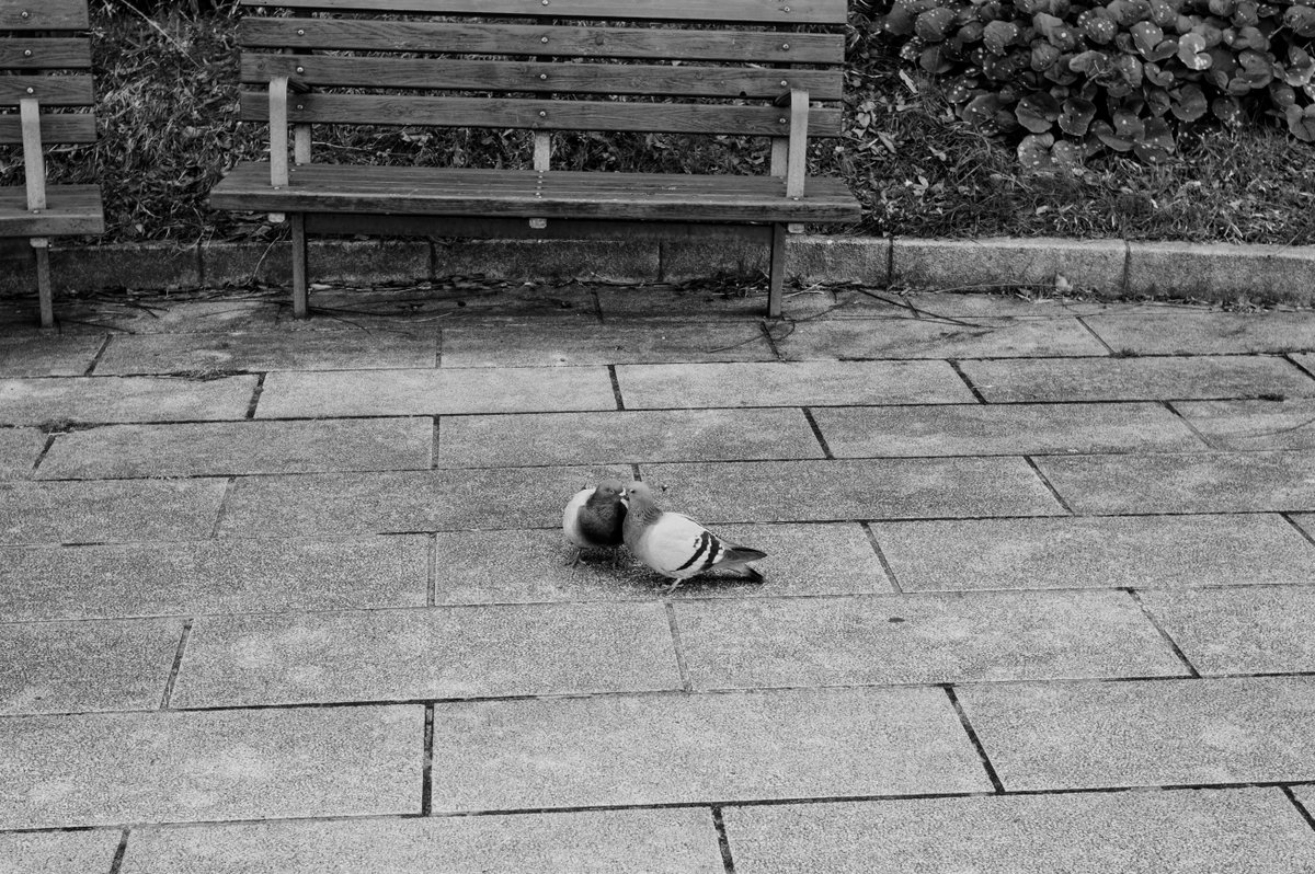 hirokiPhoto tweet media