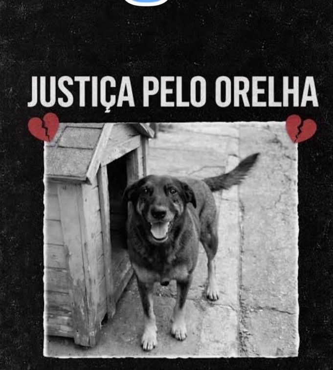 Nina - justiça por Orelha tweet media