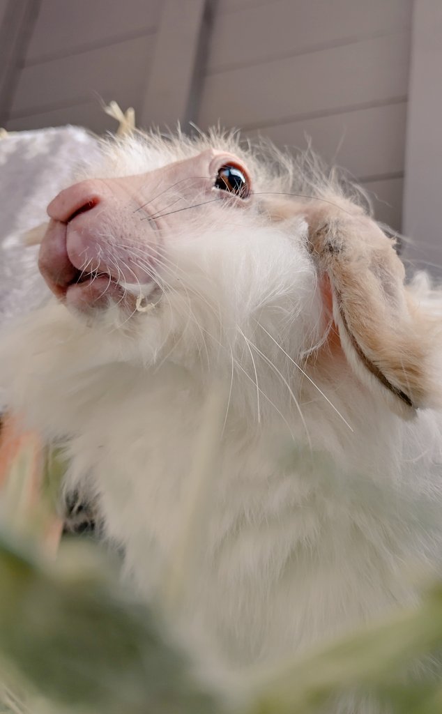 Captain Albert tweet media