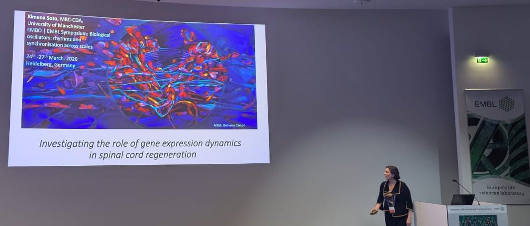 Shwdey's tweet photo. @EMBLEvents @shaon_chak @NCBS_Bangalore @MathSMaret @imperialcollege @mor_nitzan @MotiFridman @oritpeleg @CUBoulder @whoisyoo @mpi_ie @AnzyMiller @OfficialUoM @WUMIN_LAB @YaleCellBio @dundeeuni @XimenaSoto40 from @OfficialUoM investigated how gene expression dynamics contribute to spinal cord regeneration, offering insights into repair and recovery. https://t.co/A44KMS9g4Y