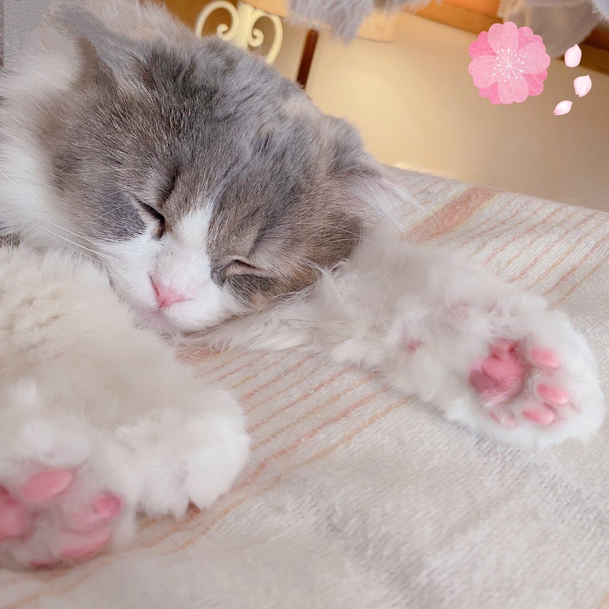 みるきぃ tweet media