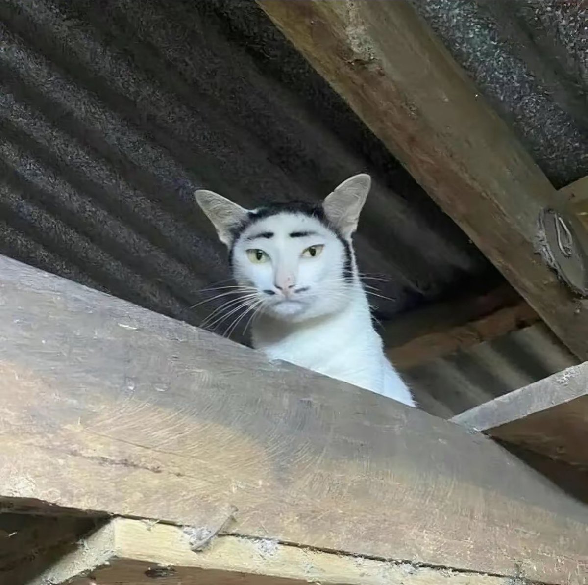 𝐆𝐥𝐚𝐝𝐢𝐨𝐥𝐮𝐬 🇵🇸 tweet media