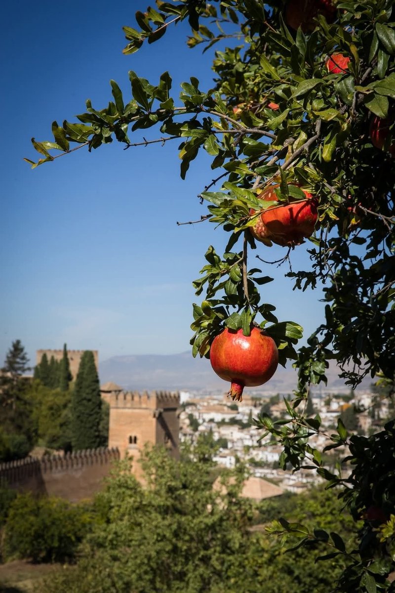 mosa_alktaifan's tweet photo. غرناطة رمز مدينتنا الأندلسية الرمانة.
Granada is the symbol of our Andalusian city, the pomegranate. https://t.co/gwNKu9ZetP