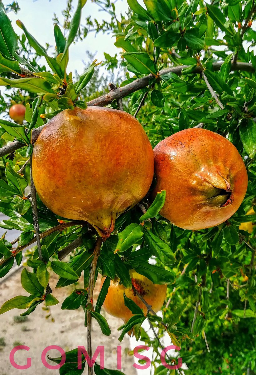 mosa_alktaifan's tweet photo. غرناطة رمز مدينتنا الأندلسية الرمانة.
Granada is the symbol of our Andalusian city, the pomegranate. https://t.co/gwNKu9ZetP