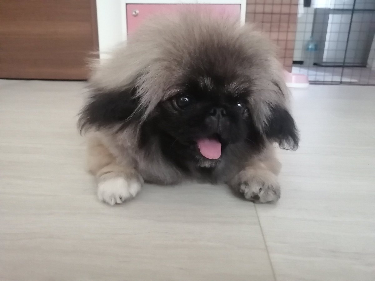 ちゅら蘭 tweet media