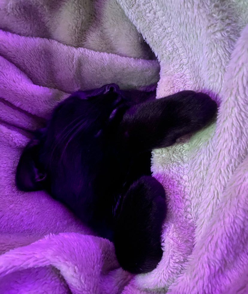 -𝙳𝙴𝚅𝙸 𝙳 𝙾𝙵 𝙴𝙳𝚃𝚆𝚃- (28/100lbs) tweet media