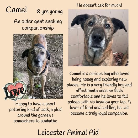 The Animal Team tweet media