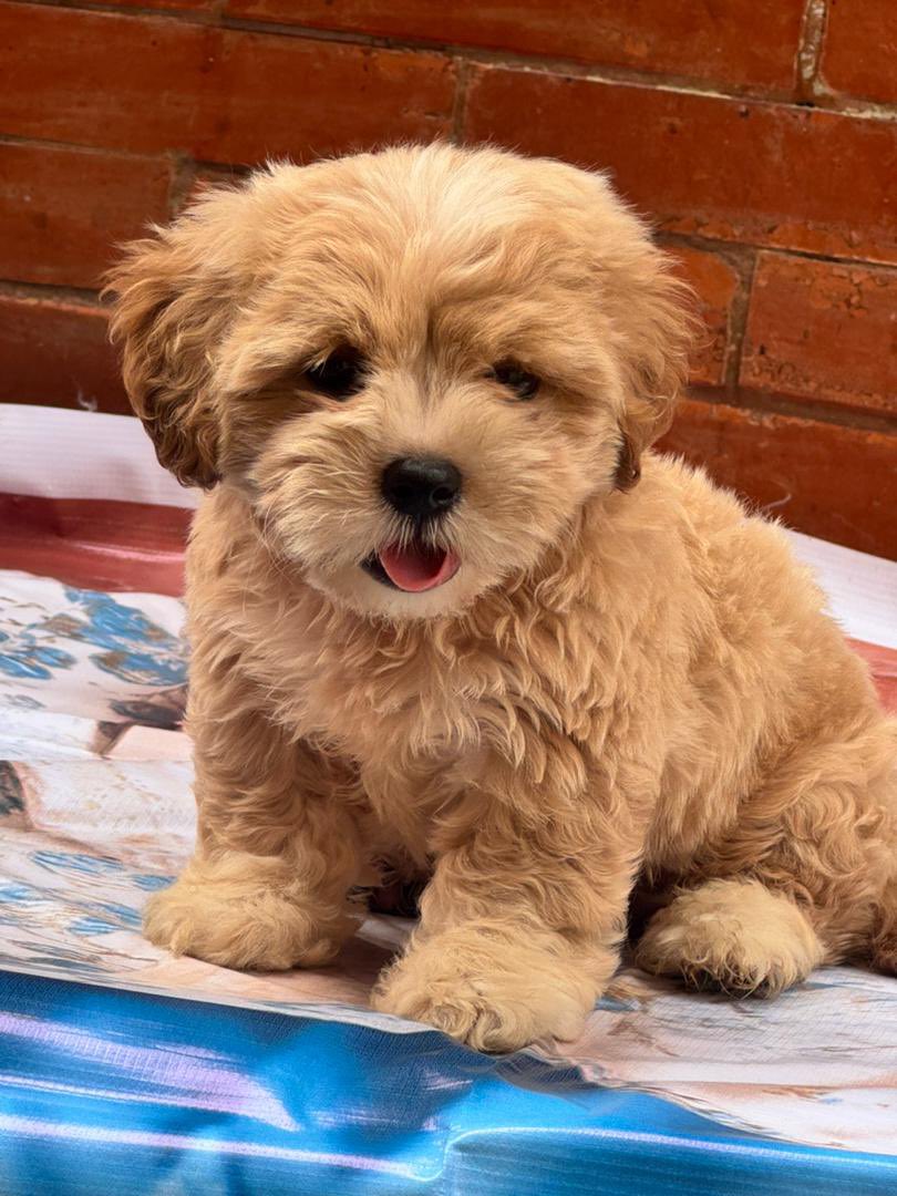 Ifeanyichukwu tweet media