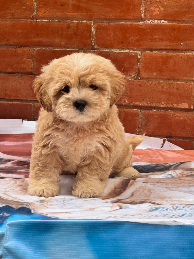 Ifeanyichukwu tweet media