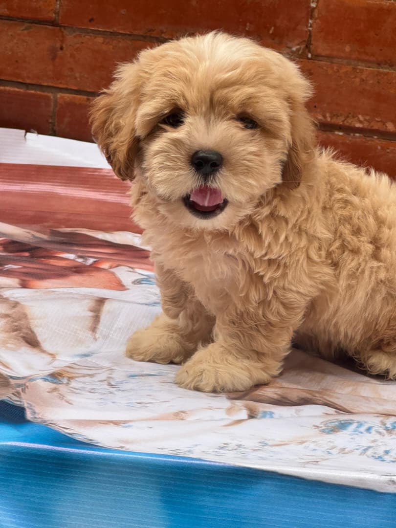 Ifeanyichukwu tweet media