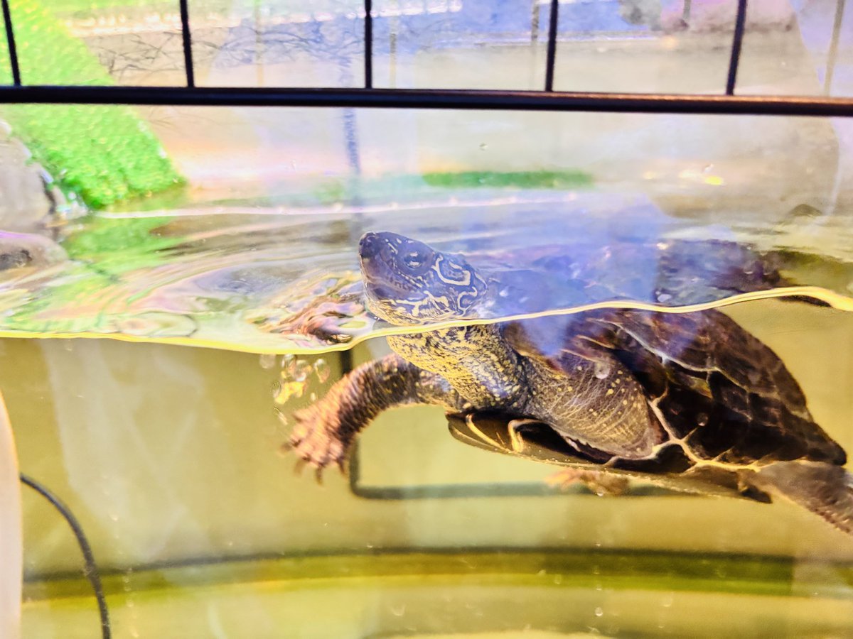 JS2LSB🐢 tweet media