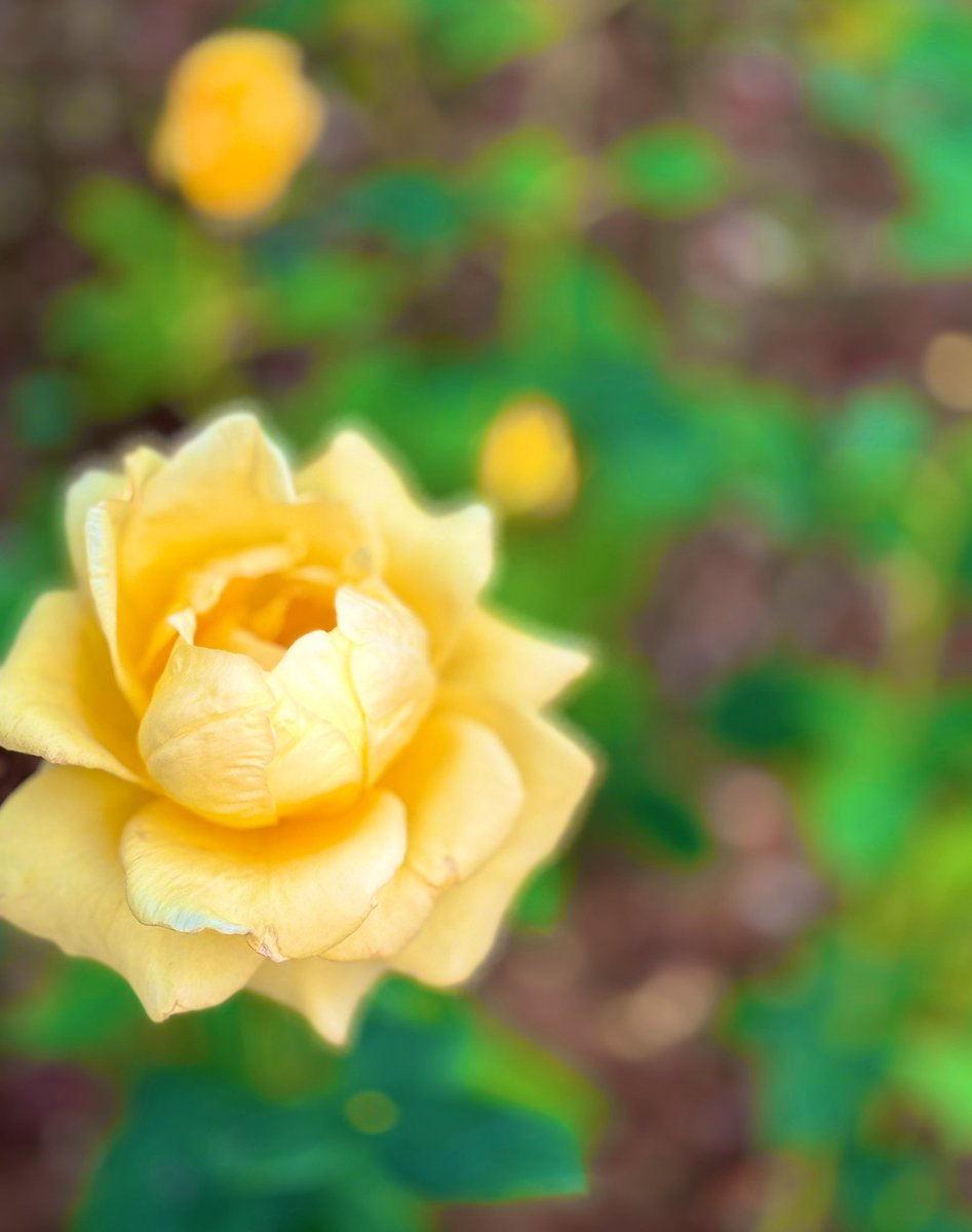 えみりん tweet media